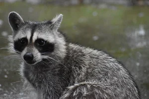 Lake Fork News A close-up photograph captures a raccoon with rain-soaked fur and alert, glistening eyes as it gazes slightly to the left, framed by the blurred greens and grays of dense foliage in Stanley Park, Vancouver. The image’s intimate perspective highlights the texture of the animal’s damp coat amid a drizzly morning, emphasizing urban wildlife thriving in the Pacific Northwest's natural havens. Lake Fork, TX