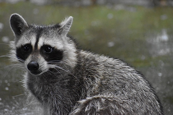 Lake Fork News A close-up photograph captures a raccoon with rain-soaked fur and alert, glistening eyes as it gazes slightly to the left, framed by the blurred greens and grays of dense foliage in Stanley Park, Vancouver. The image’s intimate perspective highlights the texture of the animal’s damp coat amid a drizzly morning, emphasizing urban wildlife thriving in the Pacific Northwest's natural havens. Lake Fork, TX
