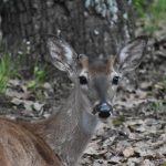 Lake Fork News A young deer with notably large ears and expressive dark eyes rests alertly on a thick carpet of dry autumn leaves near the base of a sturdy tree trunk in Central Park, New York City. A patch of vibrant green grass peeks through in the background as the deer locks gaze with the camera, capturing a quiet moment amid urban nature. Lake Fork, TX