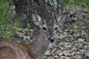 Lake Fork News A young deer with notably large ears and expressive dark eyes rests alertly on a thick carpet of dry autumn leaves near the base of a sturdy tree trunk in Central Park, New York City. A patch of vibrant green grass peeks through in the background as the deer locks gaze with the camera, capturing a quiet moment amid urban nature. Lake Fork, TX