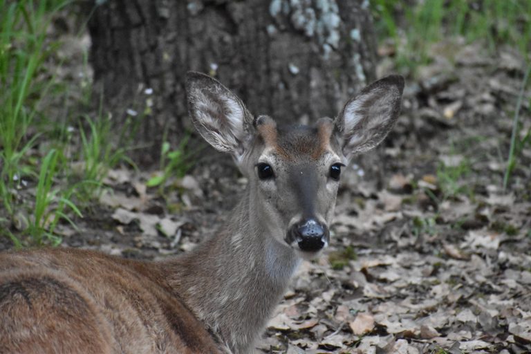 Lake Fork News A young deer with notably large ears and expressive dark eyes rests alertly on a thick carpet of dry autumn leaves near the base of a sturdy tree trunk in Central Park, New York City. A patch of vibrant green grass peeks through in the background as the deer locks gaze with the camera, capturing a quiet moment amid urban nature. Lake Fork, TX